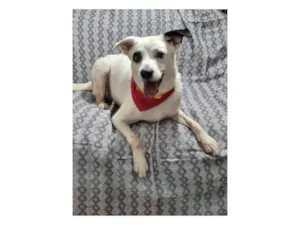 Cachorro raça SRD-ViraLata idade 3 anos nome Boby