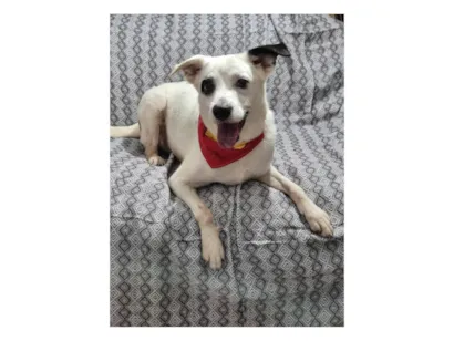 Cachorro raça SRD-ViraLata idade 3 anos nome Boby