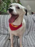 Boby