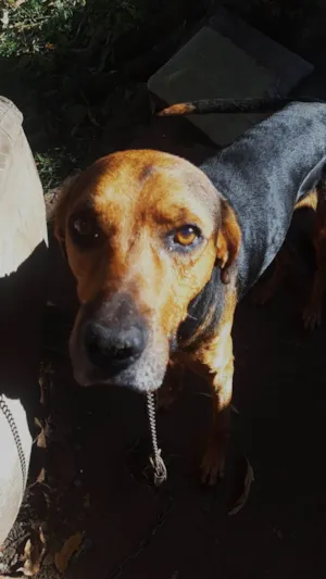 Cachorro raça SRD-ViraLata idade 6 ou mais anos nome Duque 