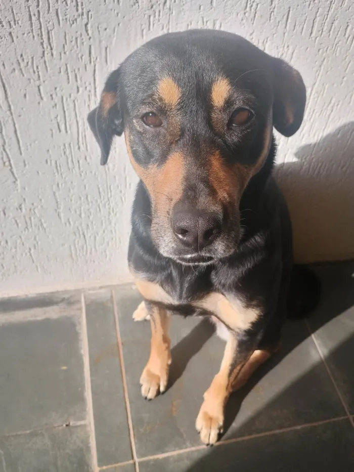 Cachorro ra a SRD-ViraLata idade 2 anos nome Amora