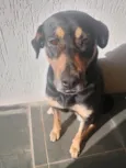 Amora