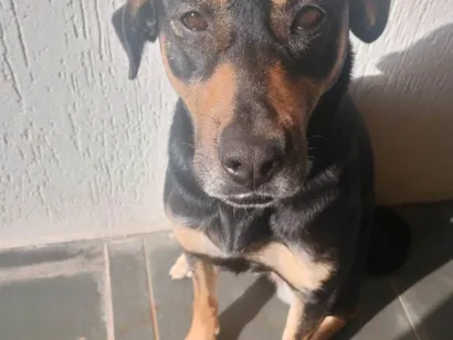 Cachorro raça SRD-ViraLata idade 2 anos nome Amora