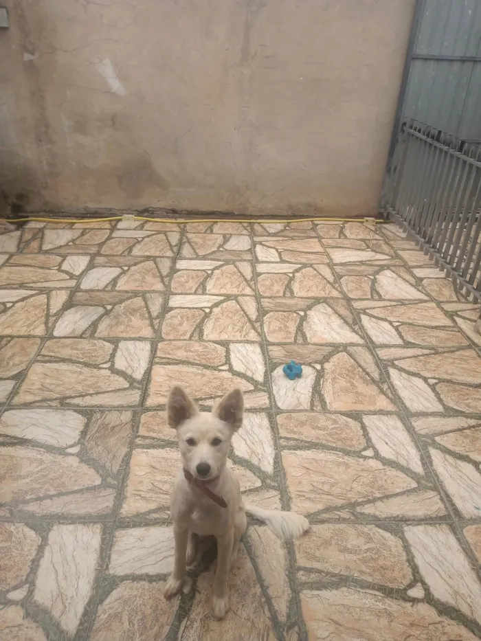 Cachorro ra a SRD-ViraLata idade 2 anos nome Lessie