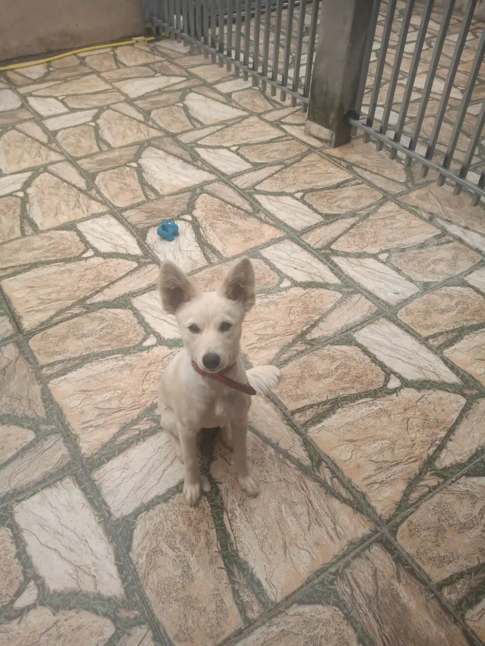 Cachorro ra a SRD-ViraLata idade 2 anos nome Lessie