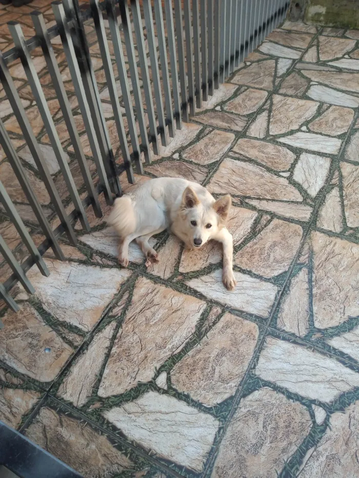 Cachorro ra a SRD-ViraLata idade 2 anos nome Lessie