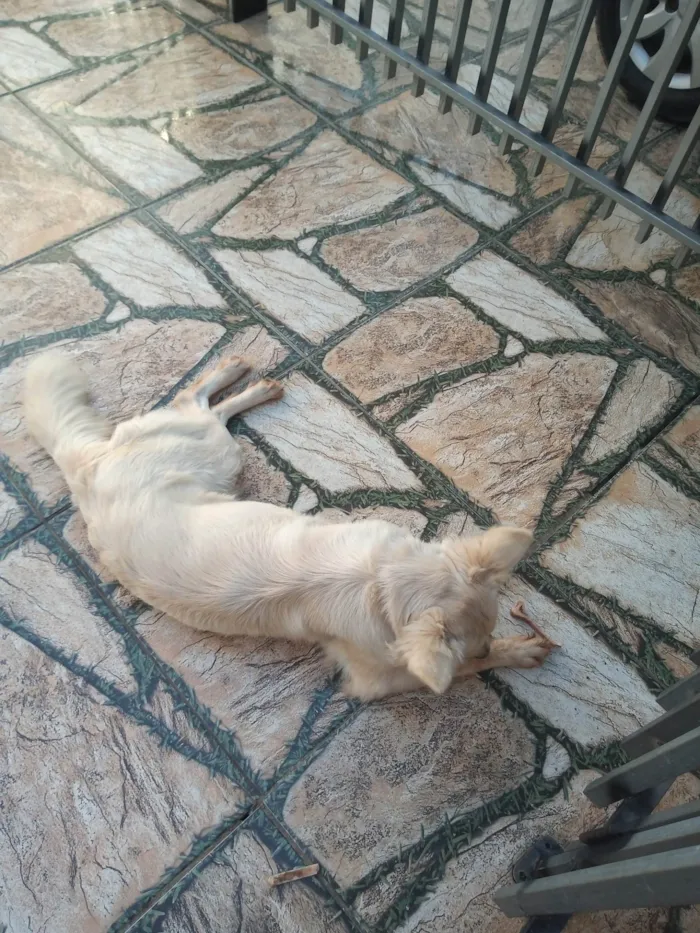 Cachorro ra a SRD-ViraLata idade 2 anos nome Lessie