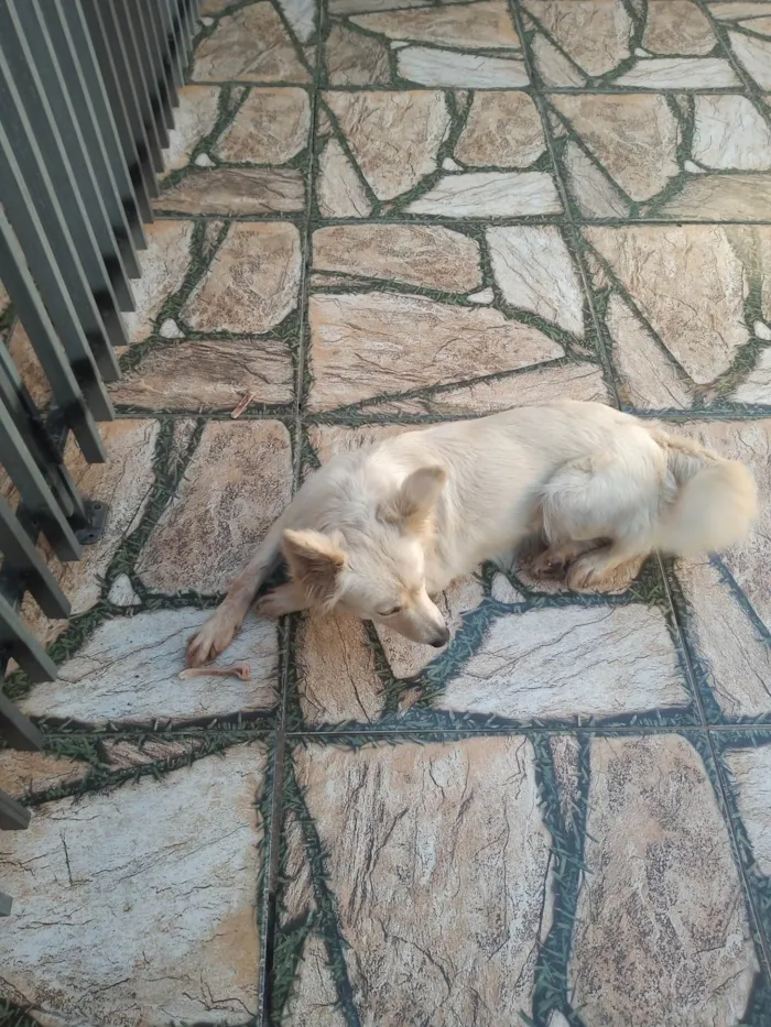 Cachorro ra a SRD-ViraLata idade 2 anos nome Lessie