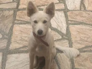 Cachorro raça SRD-ViraLata idade 2 anos nome Lessie