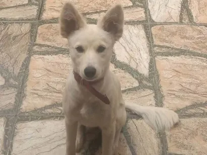 Cachorro raça SRD-ViraLata idade 2 anos nome Lessie