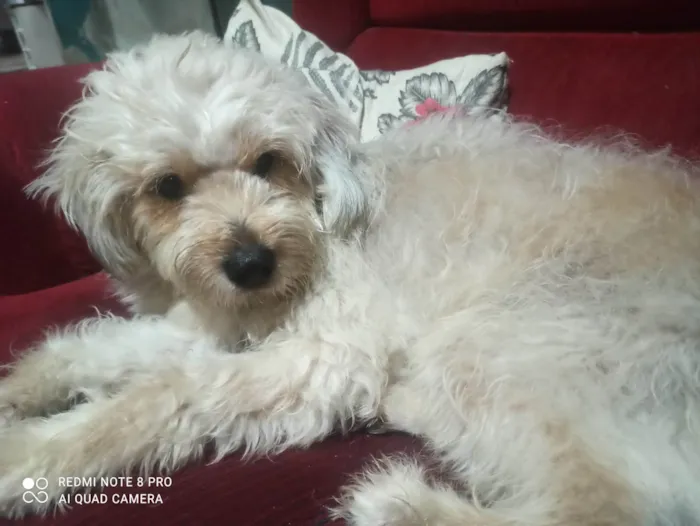 Cachorro ra a SRD-ViraLata idade 5 anos nome Mel