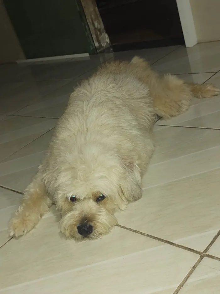 Cachorro ra a SRD-ViraLata idade 5 anos nome Mel