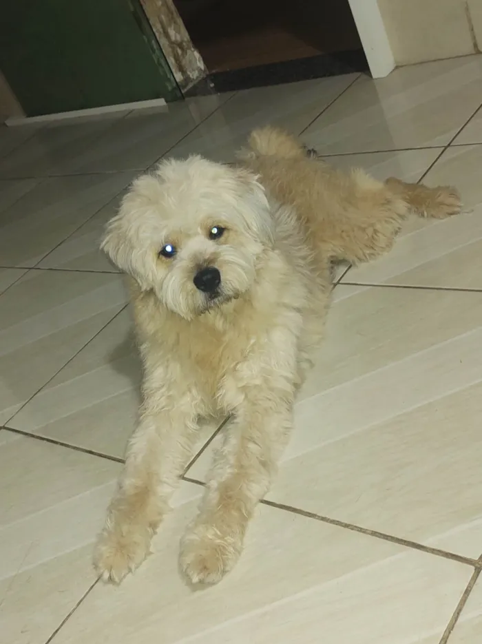 Cachorro ra a SRD-ViraLata idade 5 anos nome Mel