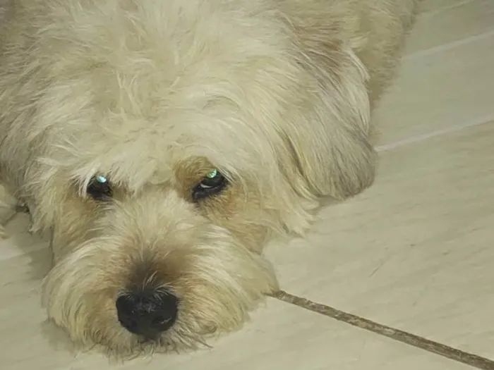 Cachorro ra a SRD-ViraLata idade 5 anos nome Mel