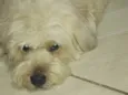 Mel