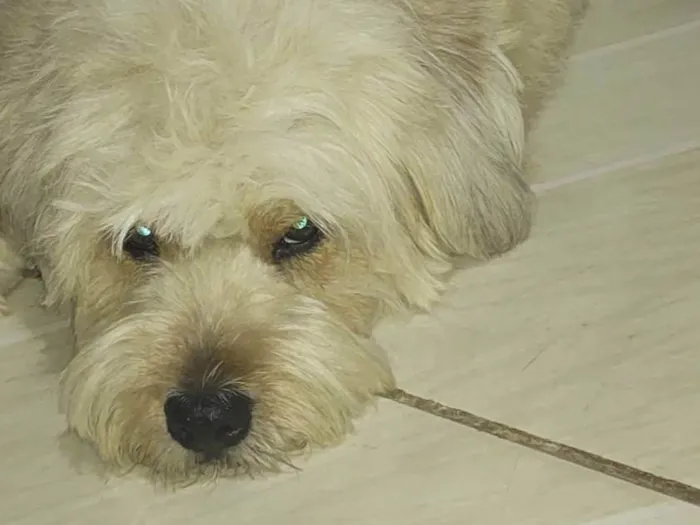 Cachorro ra a SRD-ViraLata idade 5 anos nome Mel