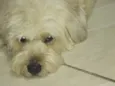 Mel