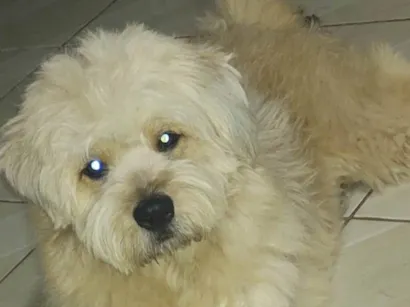 Cachorro raça SRD-ViraLata idade 5 anos nome Mel