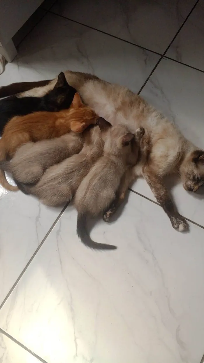 Gato ra a SRD-ViraLata idade 2 a 6 meses nome Não tem nome 