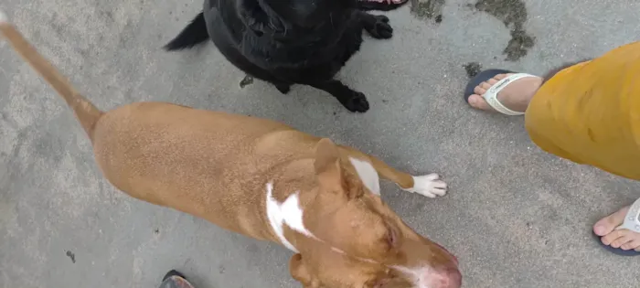 Cachorro ra a Pit-Bull idade 3 anos nome Tobias 