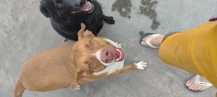 Cachorro ra a Pit-Bull idade 3 anos nome Tobias 