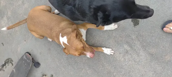 Cachorro ra a Pit-Bull idade 3 anos nome Tobias 
