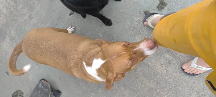 Cachorro ra a Pit-Bull idade 3 anos nome Tobias 