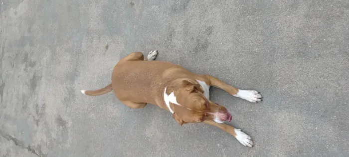 Cachorro ra a Pit-Bull idade 3 anos nome Tobias 
