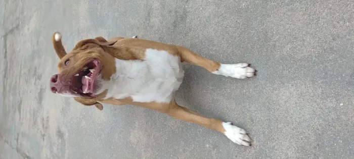 Cachorro ra a Pit-Bull idade 3 anos nome Tobias 