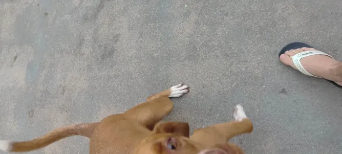 Cachorro ra a Pit-Bull idade 3 anos nome Tobias 