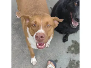 Cachorro raça Pit-Bull idade 3 anos nome Tobias 