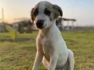 Cachorro raça SRD-ViraLata idade 2 a 6 meses nome Jimmy