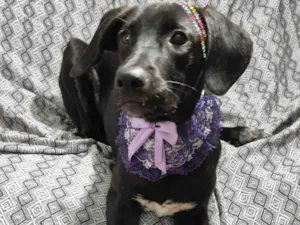 Cachorro raça SRD-ViraLata idade 7 a 11 meses nome Brisa