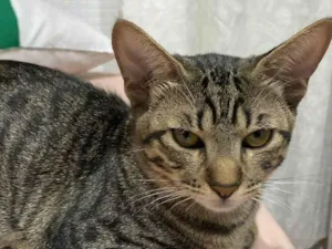 Gato raça SRD-ViraLata idade 2 a 6 meses nome galega