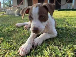 Cachorro raça SRD-ViraLata idade 2 a 6 meses nome Filó