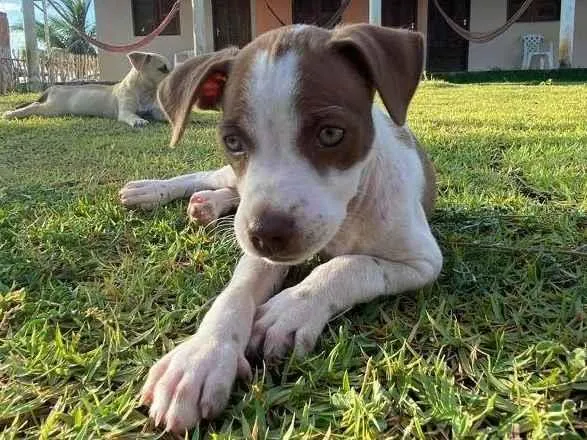 Cachorro ra a SRD-ViraLata idade 2 a 6 meses nome Filó
