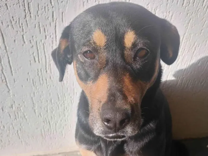 Cachorro ra a SRD-ViraLata idade 2 anos nome Amora