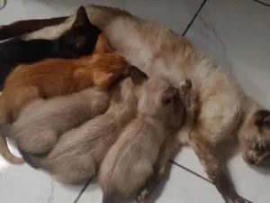 Gato raça SRD-ViraLata idade 2 a 6 meses nome Não tem nome 