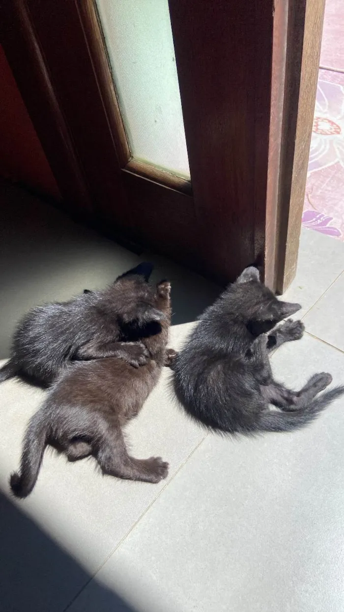 Gato ra a SRD-ViraLata idade Abaixo de 2 meses nome Não botamos nome