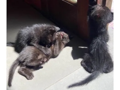 Gato raça SRD-ViraLata idade Abaixo de 2 meses nome Não botamos nome