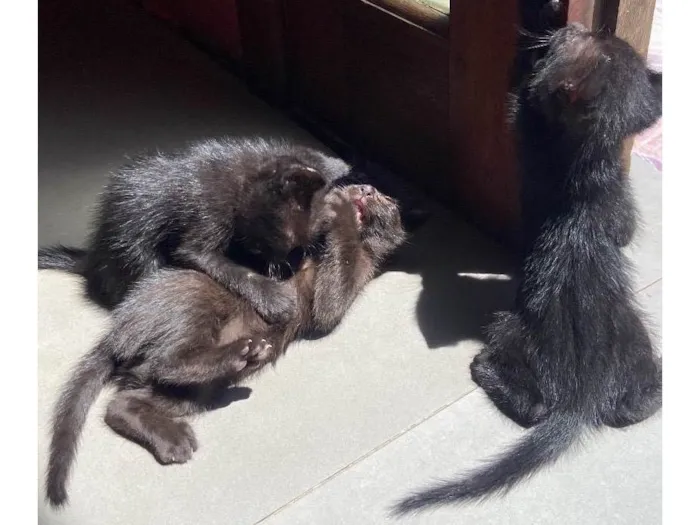 Gato ra a SRD-ViraLata idade Abaixo de 2 meses nome Não botamos nome
