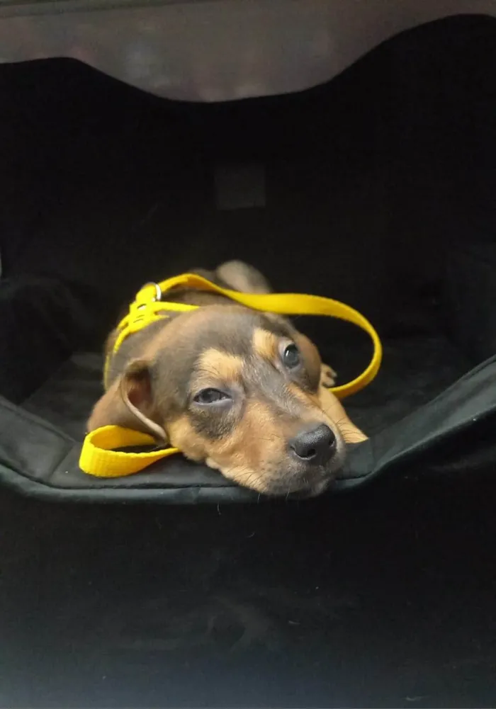 Cachorro ra a SRD-ViraLata idade 2 a 6 meses nome Bold ares 