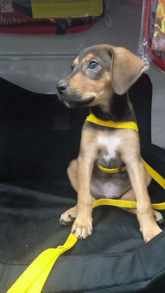Cachorro ra a SRD-ViraLata idade 2 a 6 meses nome Bold ares 