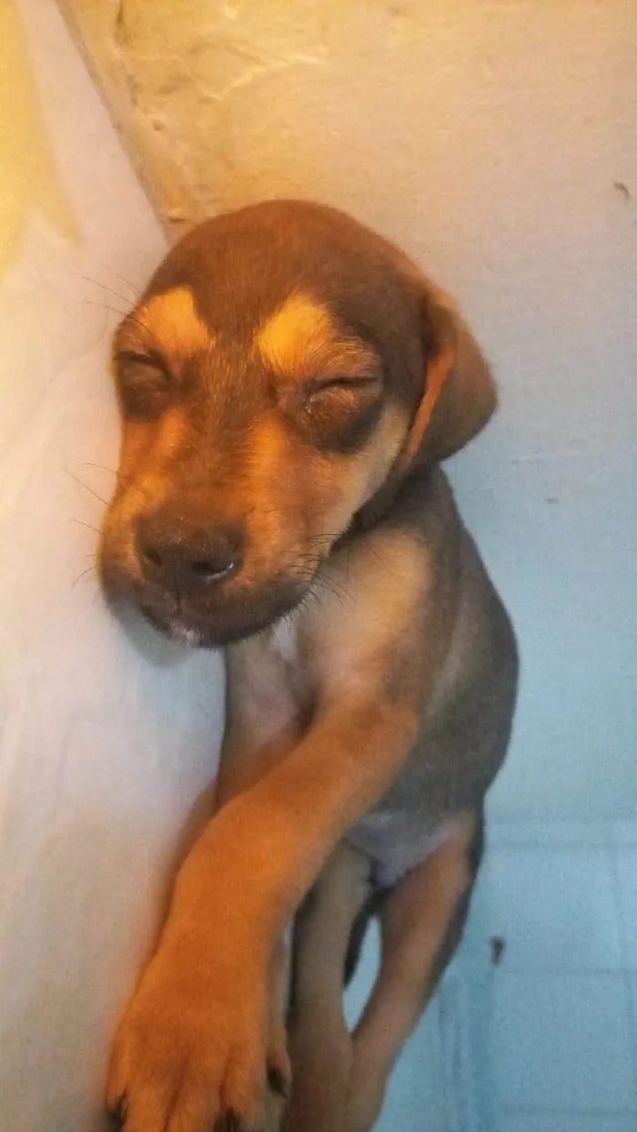 Cachorro ra a SRD-ViraLata idade 2 a 6 meses nome Bold ares 