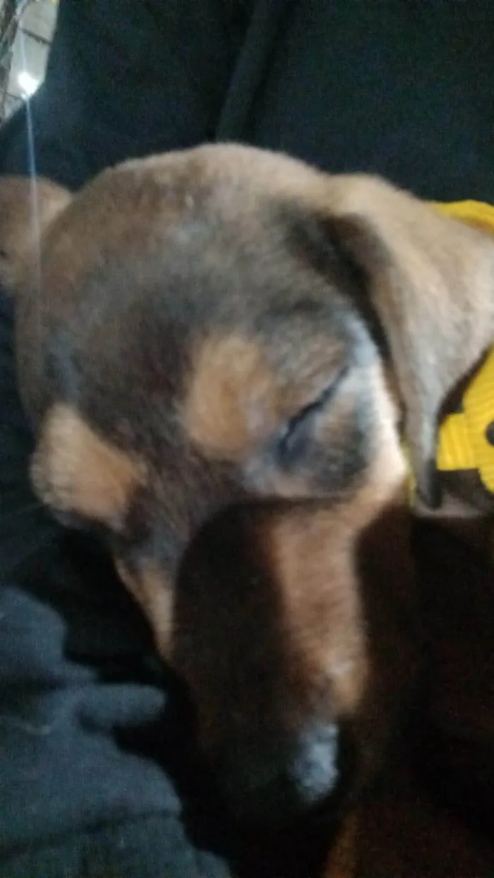 Cachorro ra a SRD-ViraLata idade 2 a 6 meses nome Bold ares 
