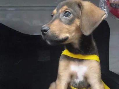 Cachorro raça SRD-ViraLata idade 2 a 6 meses nome Bold ares 