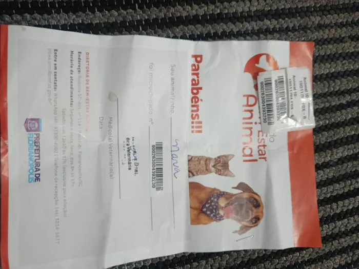 Cachorro ra a SRD-ViraLata idade 7 a 11 meses nome Pedrinho e maria
