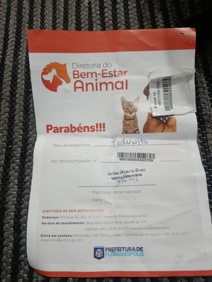 Cachorro ra a SRD-ViraLata idade 7 a 11 meses nome Pedrinho e maria