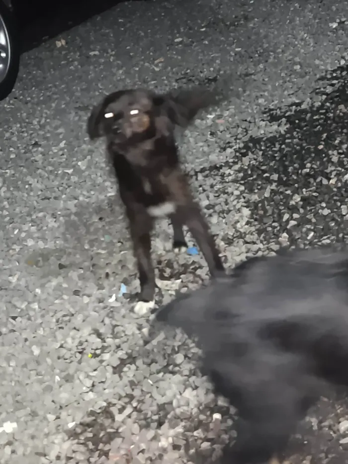 Cachorro ra a SRD-ViraLata idade 7 a 11 meses nome Pedrinho e maria