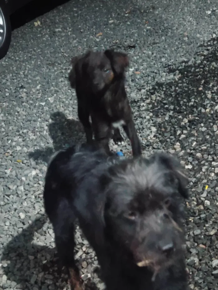 Cachorro ra a SRD-ViraLata idade 7 a 11 meses nome Pedrinho e maria